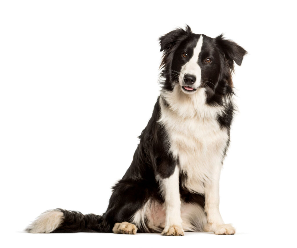 Hundegeruch entfernen